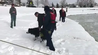 Brandweerman wil hond van ijs redden, zakt er zelf door, hond loopt weg