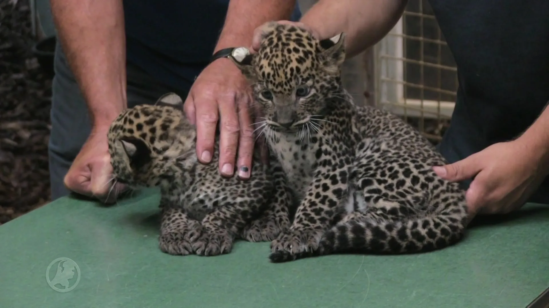 Te schattig! Panterwelpjes bij de dokter