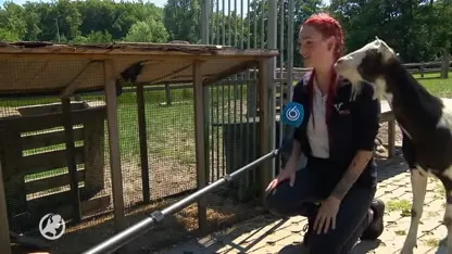 Wekelijks hanen gedumpt in regio Den Haag