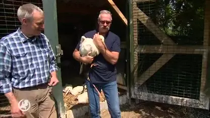 Ooievaarsjongen De Lutte worden geringd en vrijgelaten