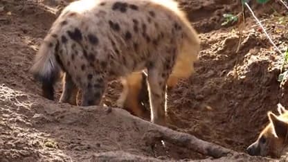Bijzonder nieuws in Safaripark Beekse Bergen: hyena-puppy geboren