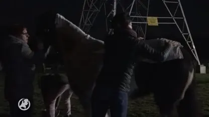 Tien paarden dood bij grote brand in manege in Heerlen