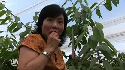 Chinezen dol op de Nederlandse kers