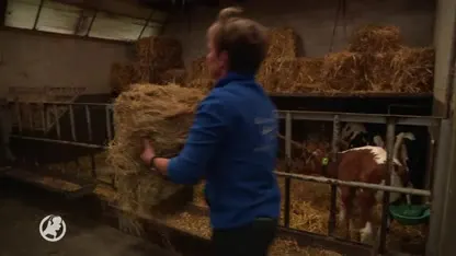 Veehouders willen niet nog meer milieuregels: 'Dit is echt totaal onmogelijk'