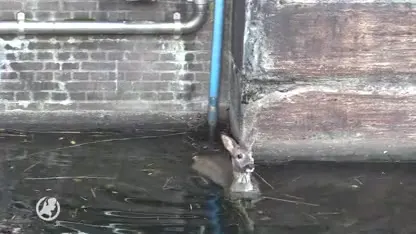 Onderkoelde ree gered uit ijskoud water in centrum van Den Bosch
