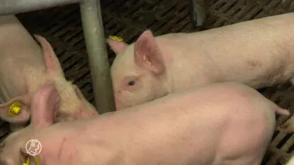 Vleessector bijt van zich af na aangifte om dierenmishandeling: 'Dierenwelzijn uitstekend geborgd'