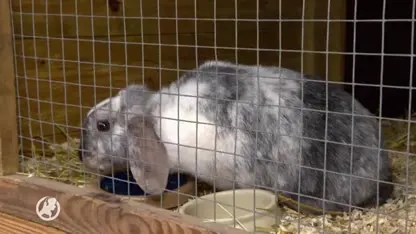 Konijnenopvang De Lutte moet weg, waar moeten Maaike's 40 konijnen naartoe?