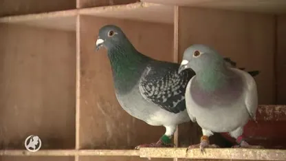 Opmerkelijke diefstal: honderd dure duiven van Danny gestolen