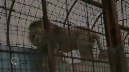 Verwaarloosde leeuwen uit 'Zoo from hell' aangekomen in Nederland