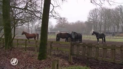 Grootenhout is paradijs voor patiënten met Alzheimer