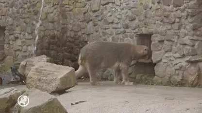 IJsbeertweeling Ouwehands Dierenpark in Rhenen voor het eerst buiten