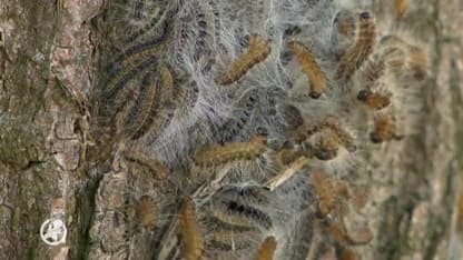 Rupsenzuigers blijven zitten met zakken vol rupsen