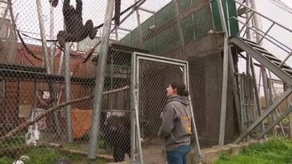 Een jaar later: terug bij de vloggende aap Marria