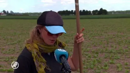 Werkloos festivalpersoneel aan de slag bij de boer