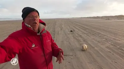 Aangespoeld plastic drama voor dieren: 'Maag van zeehondjes vol met plastic'