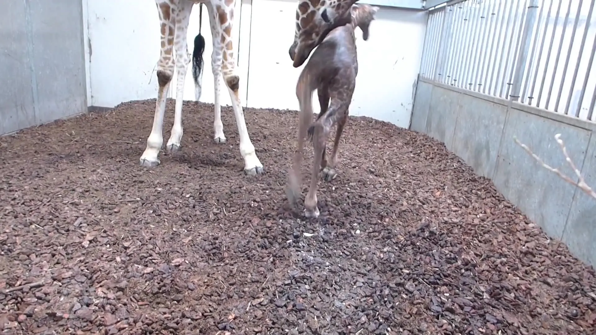 VIDEO: Girafje geboren in Artis