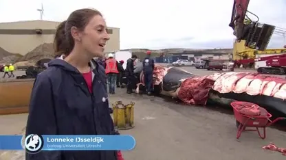 Dode vinvis aangetroffen in haven van Vlissingen