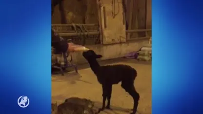 Beuningense boer snapt niets van alpaca-roof: 'Ze hebben er niets aan!'