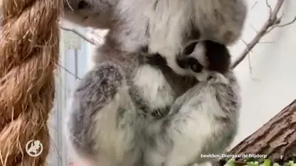 Diergaarde Blijdorp verrast door onverwachte geboorte ringstaartmaki