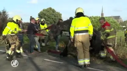 Paard schrikt en belandt met kar in de sloot bij Drunen