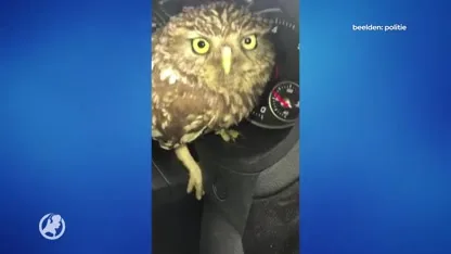 Uiltje vliegt in politieauto Horst