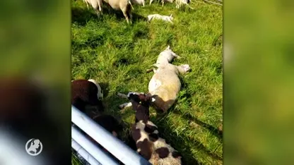 Schapenboer Jos Verhulst is woest