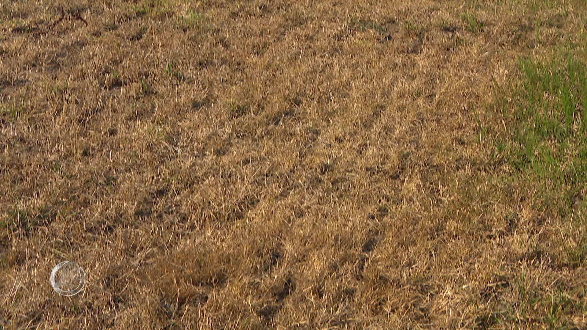 Hitte en droogte blijven records breken, problemen steeds groter