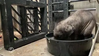 Pasgeboren olifantje speelt voor het eerst met water