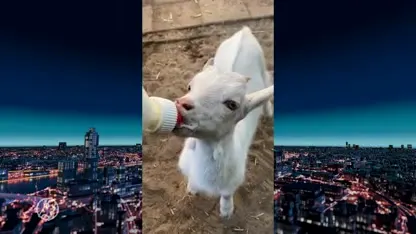 Geitje Lars krijgt de fles