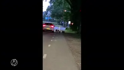 Wilde zwijnen achtervolgen auto in Uddel