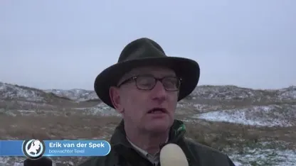 Wilde konikpaarden Oostvaardersplassen vrijgelaten op Texel