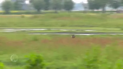 Grutto's tellen van levensbelang voor de weidevogel