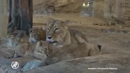 Drie zeldzame leeuwenwelpjes in Blijdorp kort na de geboorte overleden