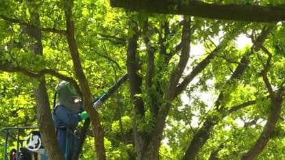 Aantal eikenprocessierupsen verdrievoudigd