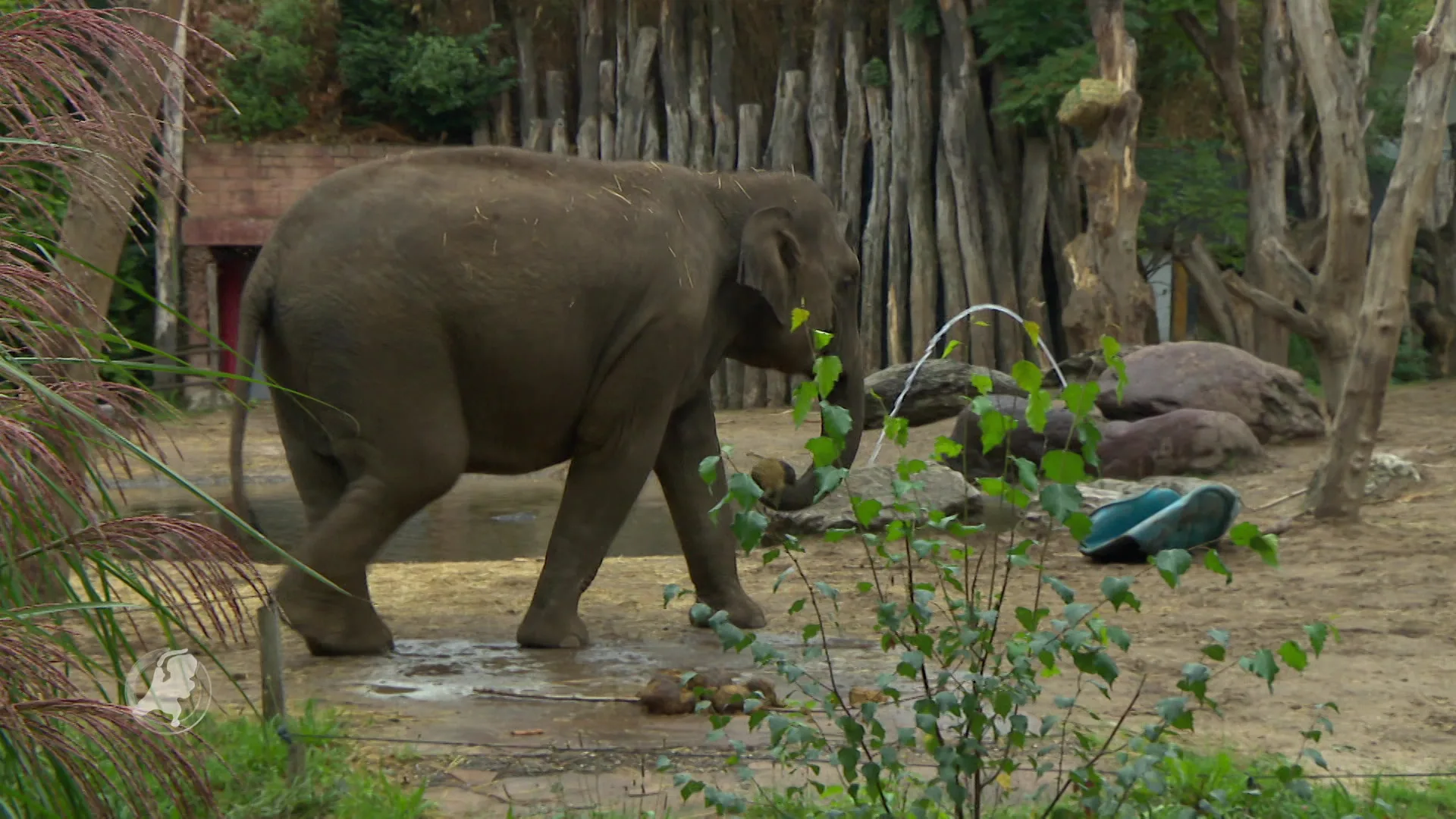 DierenPark Amersfoort deelt dinomaskers om privacy te beschermen