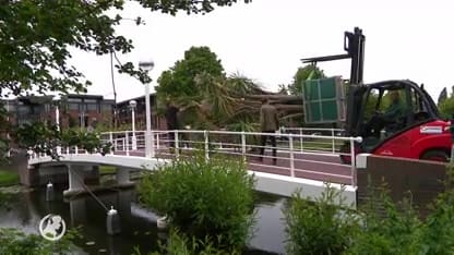 Gigantische tropische plant verhuist naar Zeewolde