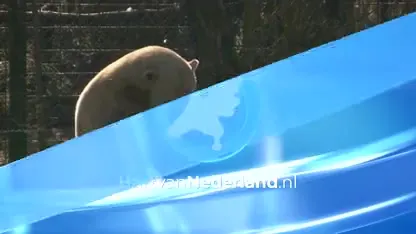 Pasgeboren ijsbeertjes voor het eerst naar buiten in Dierenrijk Nuenen