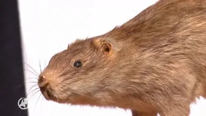 Ongekende ratten- en muizenplaag verwacht: 'Door de eikenprocessierups is het geld bijna op'