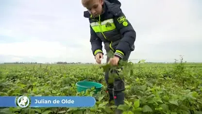 Sperziebonen plukken bij de boer: 'Anders staan ze te verrotten'