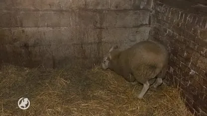 Vier jonge schaapjes gered van 'illegale' slachting Offerfeest