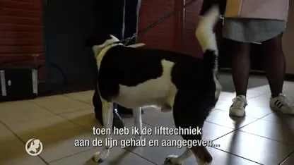Hondje ternauwernood gered uit lift Kerkrade: "Hij was zichzelf een beetje aan het ophangen"