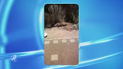 Vos gespot op natuurdak van winkelcentrum in Rotterdam-West