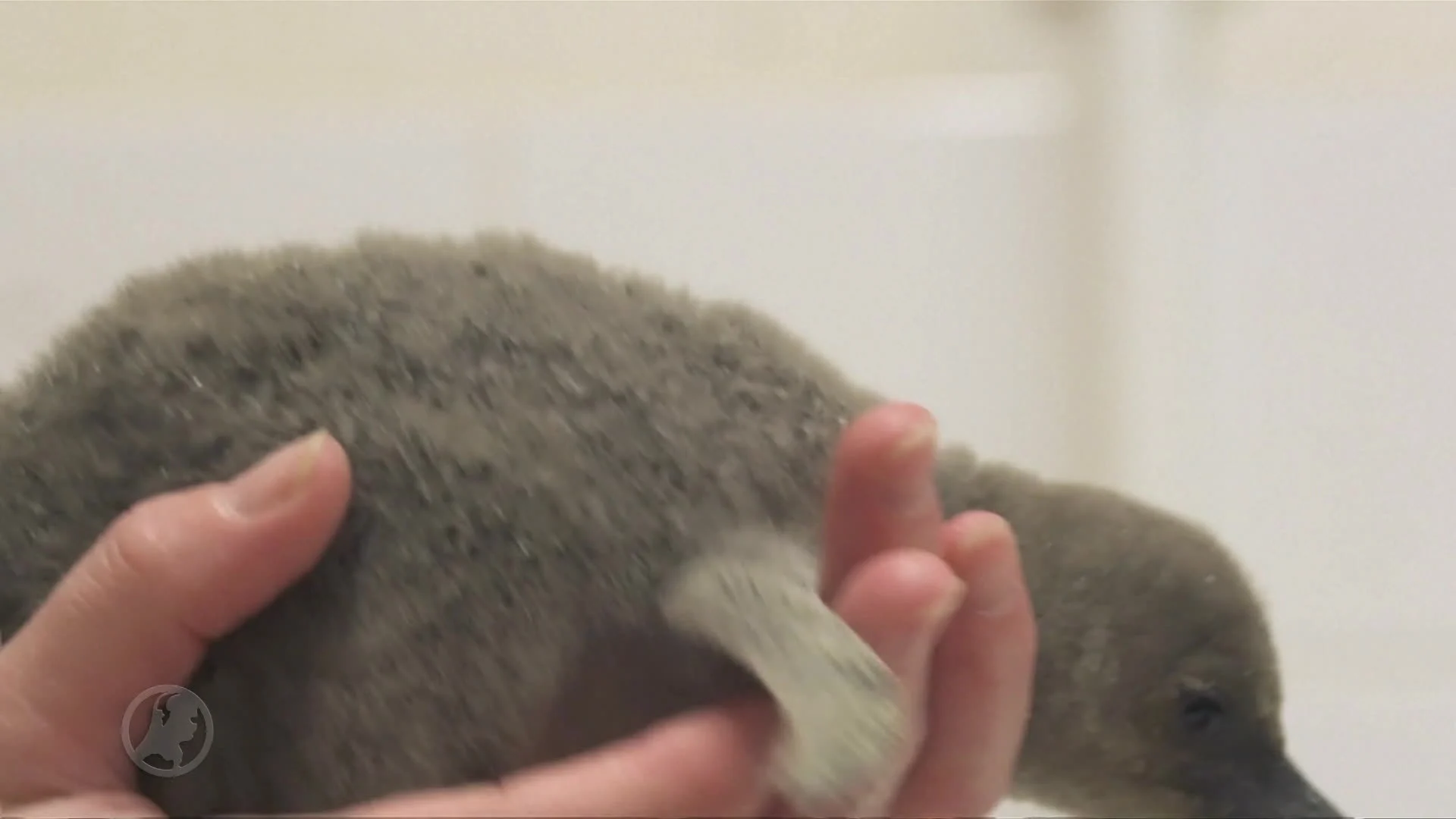 Dierenverzorgers redden babypinguïn uit gekraakt ei