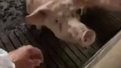 Dierenactivisten bezetten varkensfokkerij in Boxtel