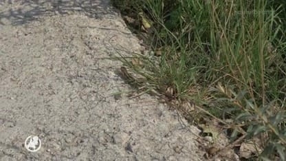 'Werkzaamheden circuit Zandvoort moeten direct stoppen vanwege beschermde dieren'