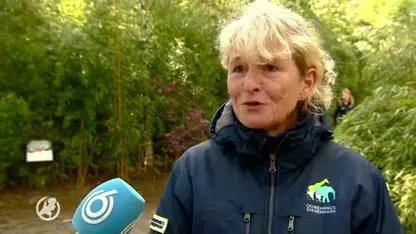 Verzorger kersverse pandamoeder: 'Ze doet het heel goed'