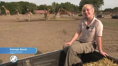 Giraffe Natasja ‘op z’n Afrikaans geboren‘ en vernoemd naar verzorger