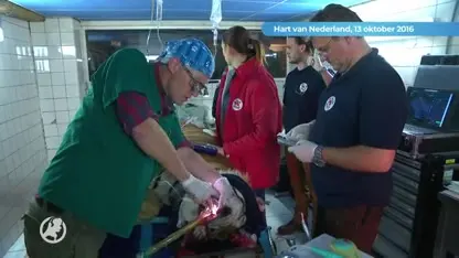 Goed nieuws voor verwaarloosde tijger Caruso: hij mag naar Zuid-Afrika