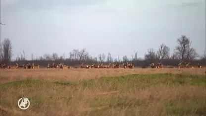 Eerste edelherten afgeschoten in de Oostvaardersplassen
