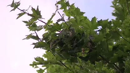 Brandweer weet vermiste leguaan uit de boom te halen in Meerssen